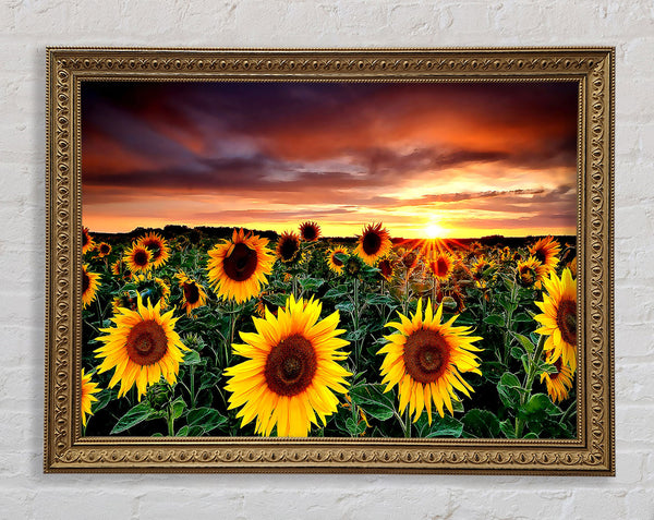 Magic Landscape Sunflower Field