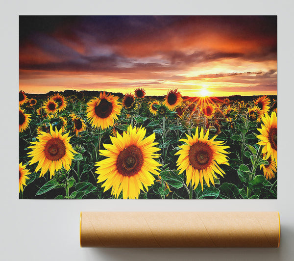 Magic Landscape Sunflower Field