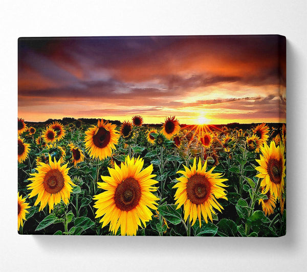 Magic Landscape Sunflower Field