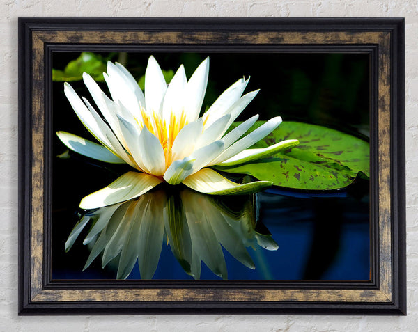 White Water Lily Reflection