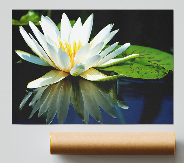 White Water Lily Reflection