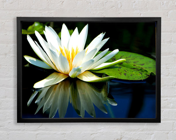 White Water Lily Reflection