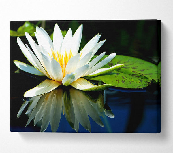 White Water Lily Reflection