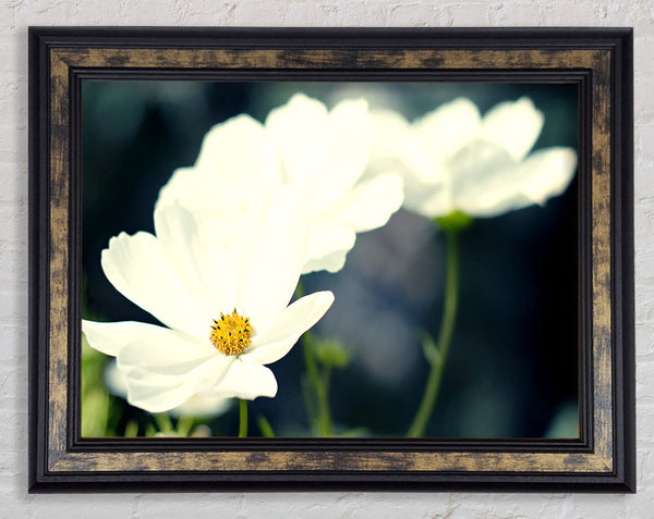 Beautiful Soft White Petals