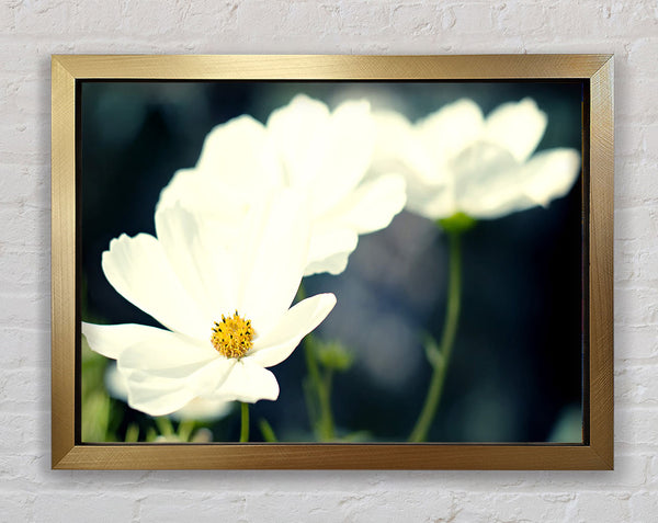 Beautiful Soft White Petals