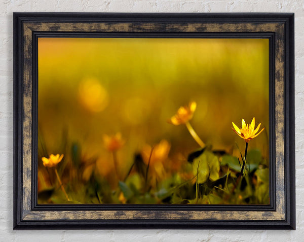 Yellow Flowers In The Golden Sun