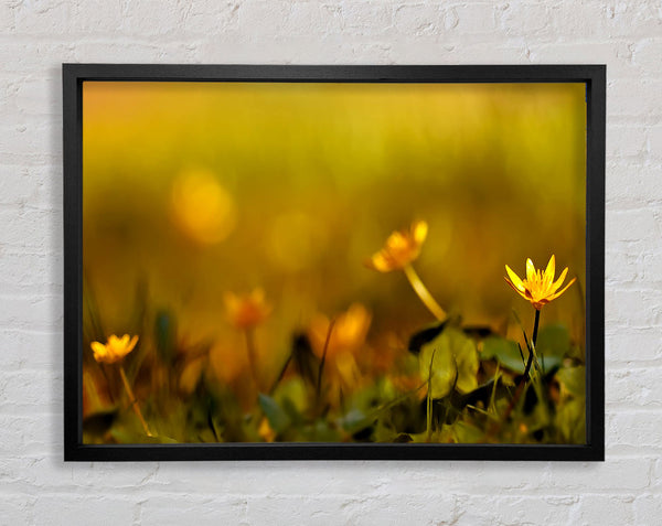 Yellow Flowers In The Golden Sun