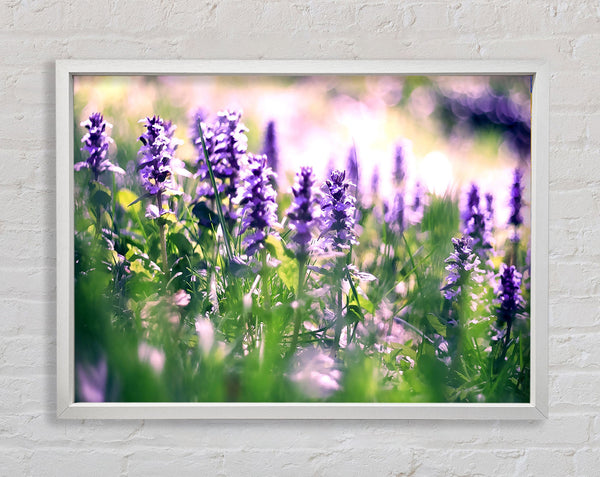 Lupin Flowers