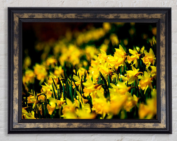 Yellow Daffodil Field