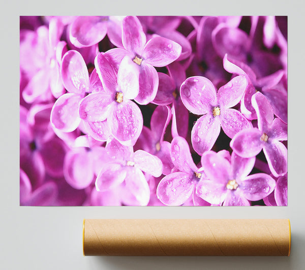 Lilac Flowers Macro