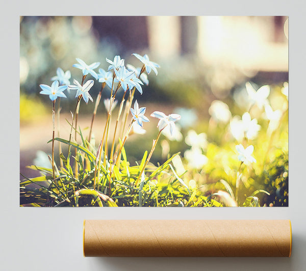 Soft Blue Garden Flowers