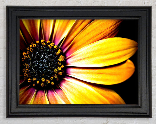 Golden Black Daisy