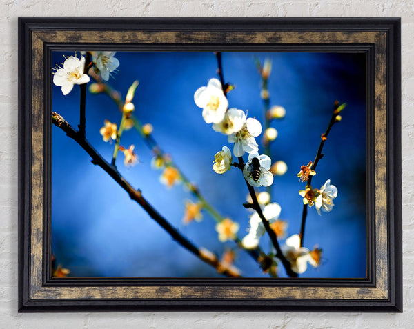 Bee On White Flowers