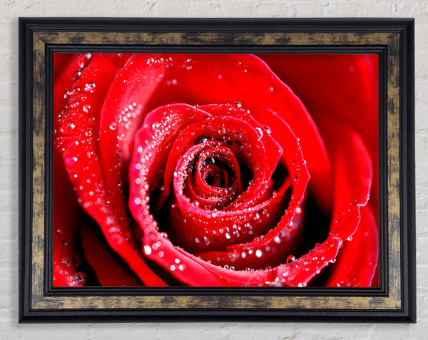 Water Drops On Red Rose