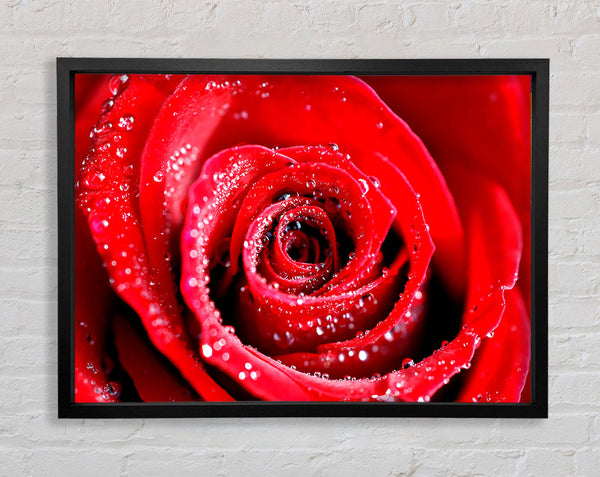 Water Drops On Red Rose