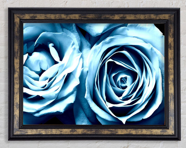 Twin Blue Roses