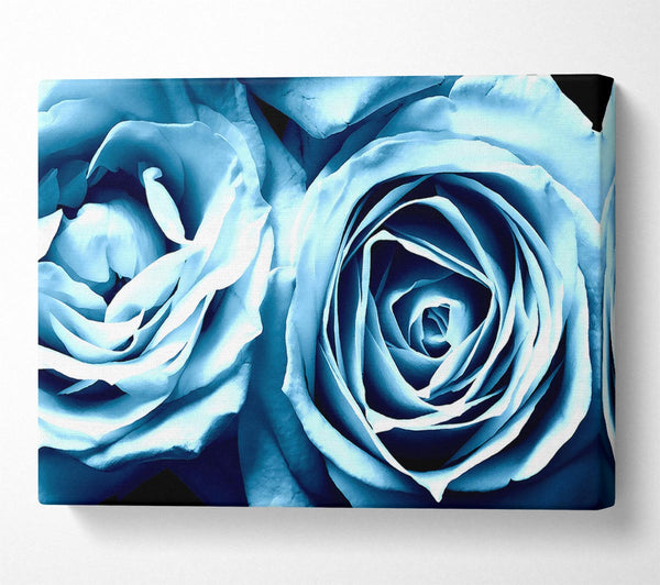 Twin Blue Roses