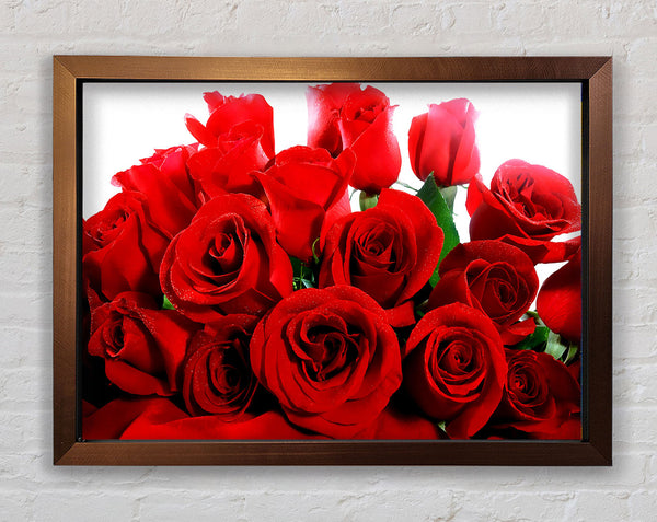 Lovely Red Roses