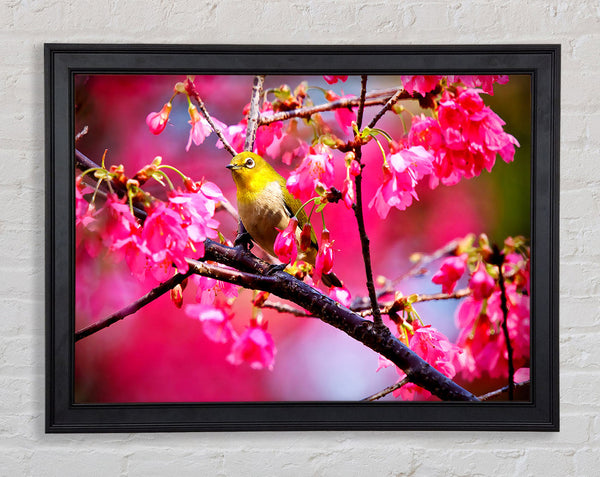 Mountain Cherry Bird