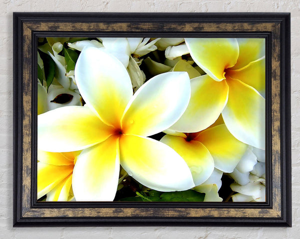 White Yellow Flowers