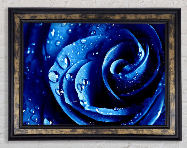 Wet Drops Blue Rose