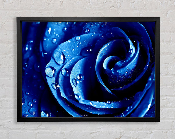 Wet Drops Blue Rose