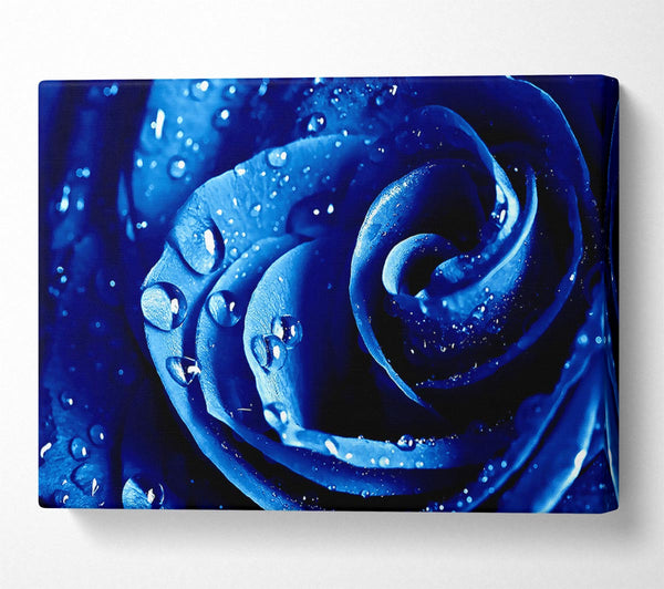 Wet Drops Blue Rose