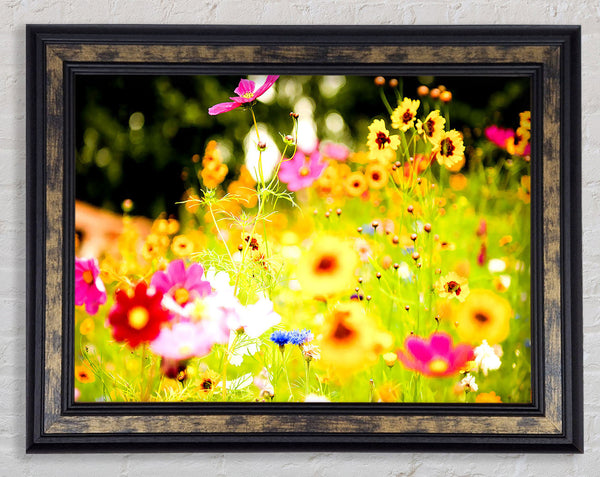 Vivid Wild Rainbow Flowers