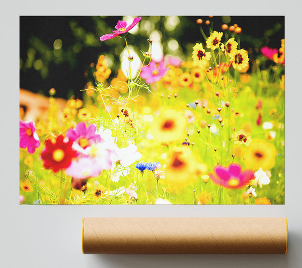 Vivid Wild Rainbow Flowers