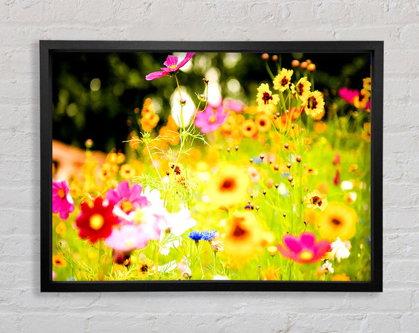 Vivid Wild Rainbow Flowers