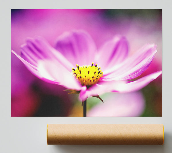 Purple Cosmos Flower