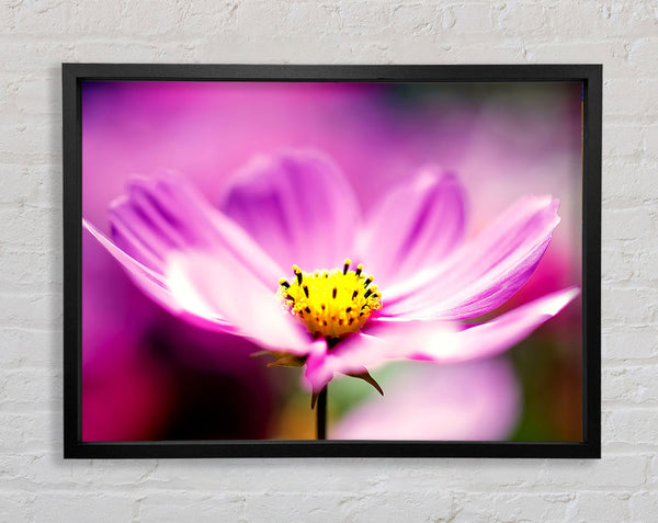 Purple Cosmos Flower