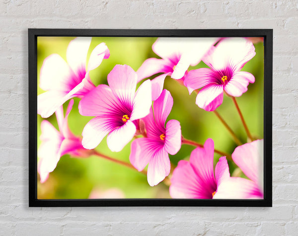 Purple Verbena