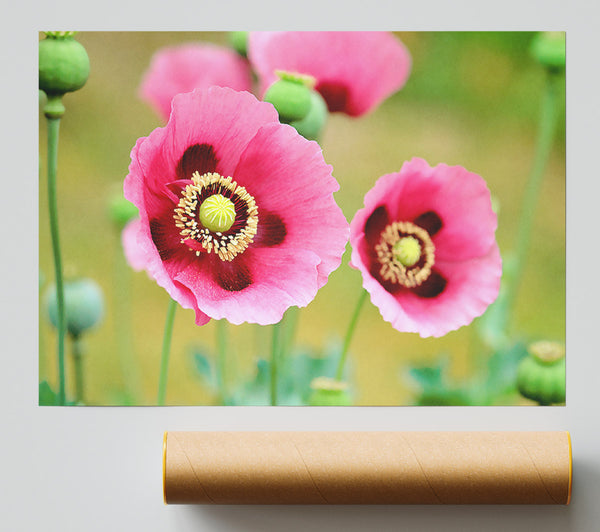 Pink Poppies In Bloom