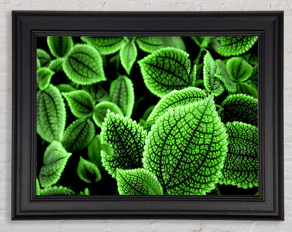 Beautiful Green Leaves