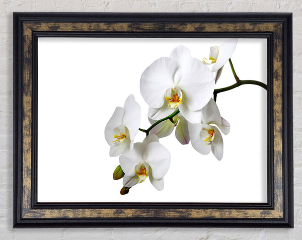 White Orchid Beauty