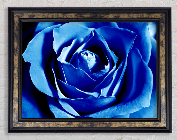 Blue Rose Petals