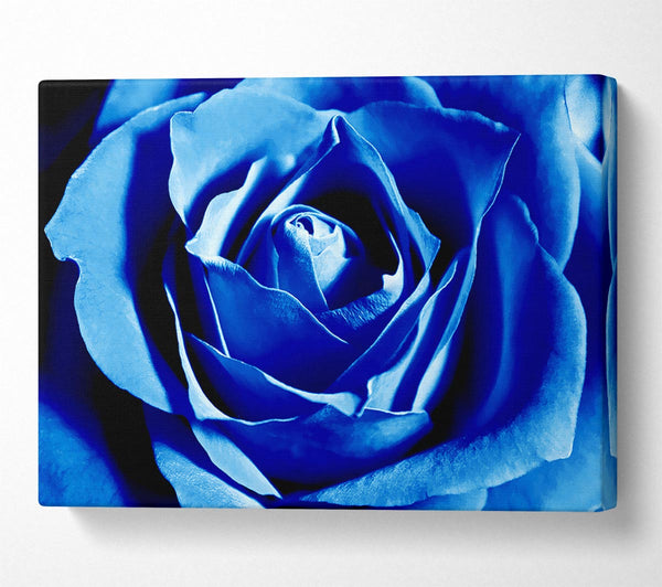 Blue Rose Petals