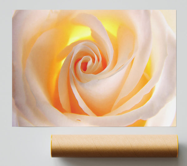 Soft Cream Yellow Rose