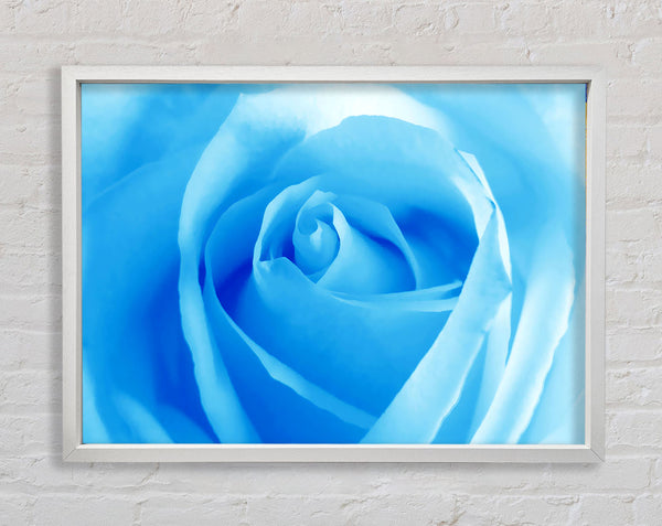 Baby Blue Rose