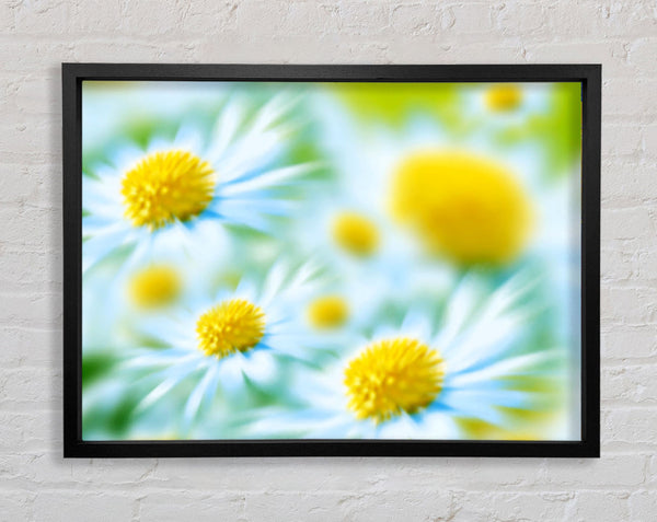 Soft Hue Of White Daisies