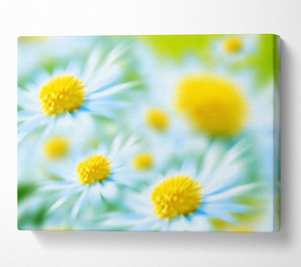 Soft Hue Of White Daisies