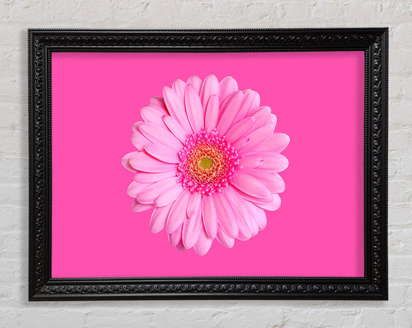 Baby Pink On Pink Gerbera