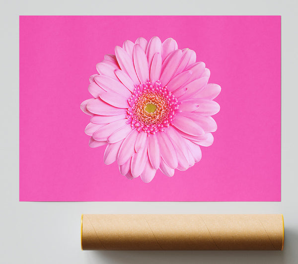 Baby Pink On Pink Gerbera