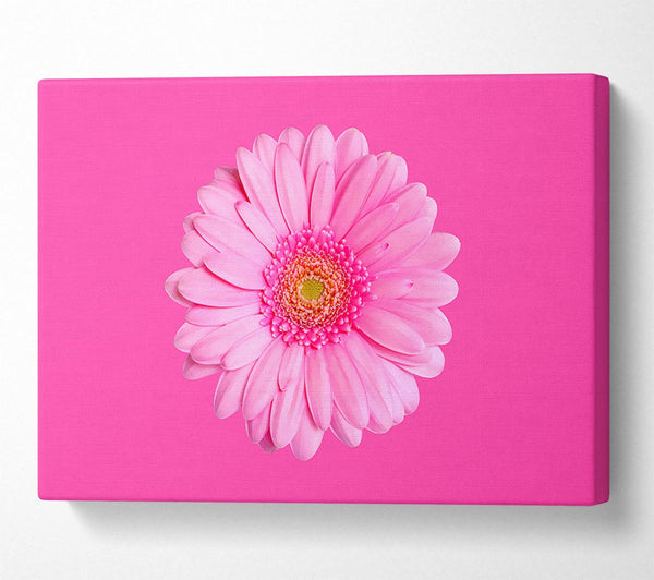 Baby Pink On Pink Gerbera