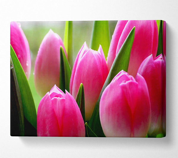 Pink Tulip Garden Surprise