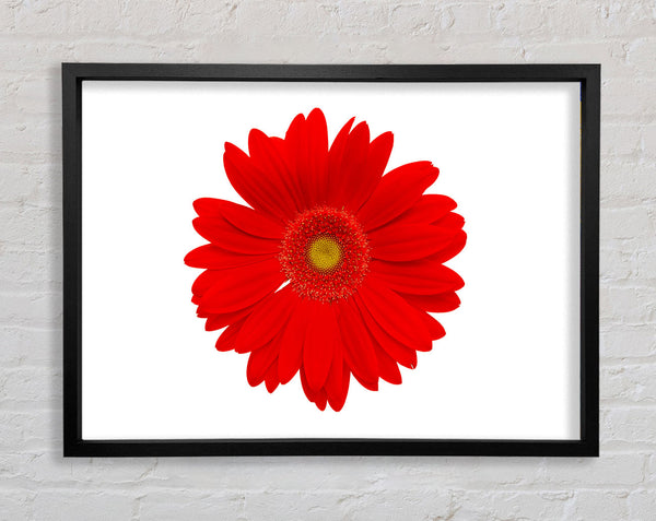 Vibrant Red Gerbera