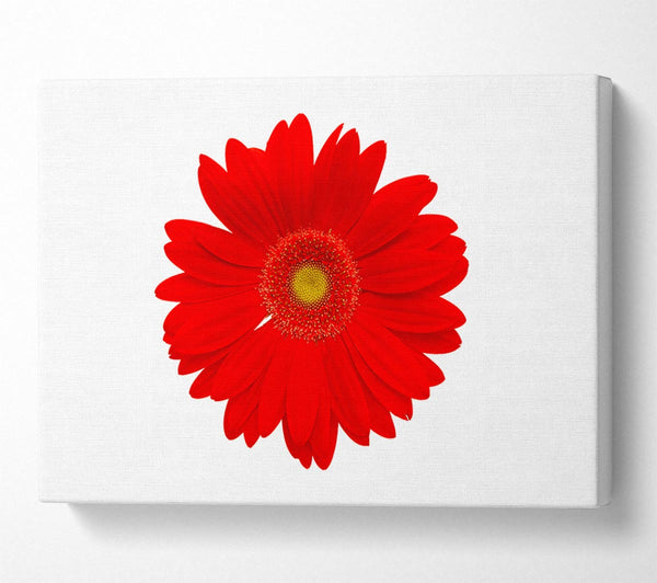 Vibrant Red Gerbera