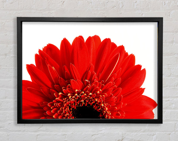 Red Gerbera Head