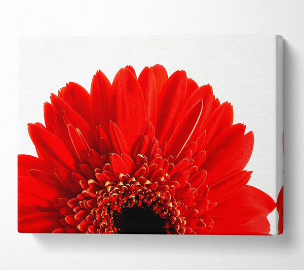 Red Gerbera Head